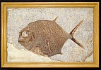 Fossiler Fisch