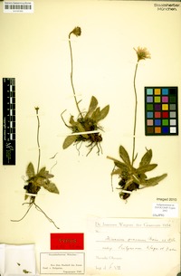 Hieracium graecum