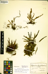 Polypodium kyimbilense