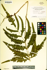 Pteris ekemae